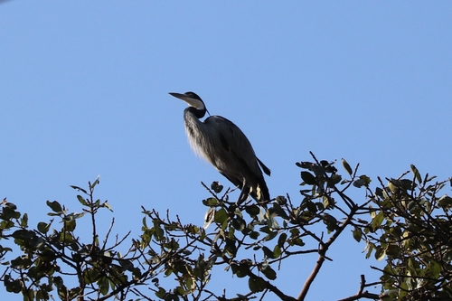 Black-headed Heron