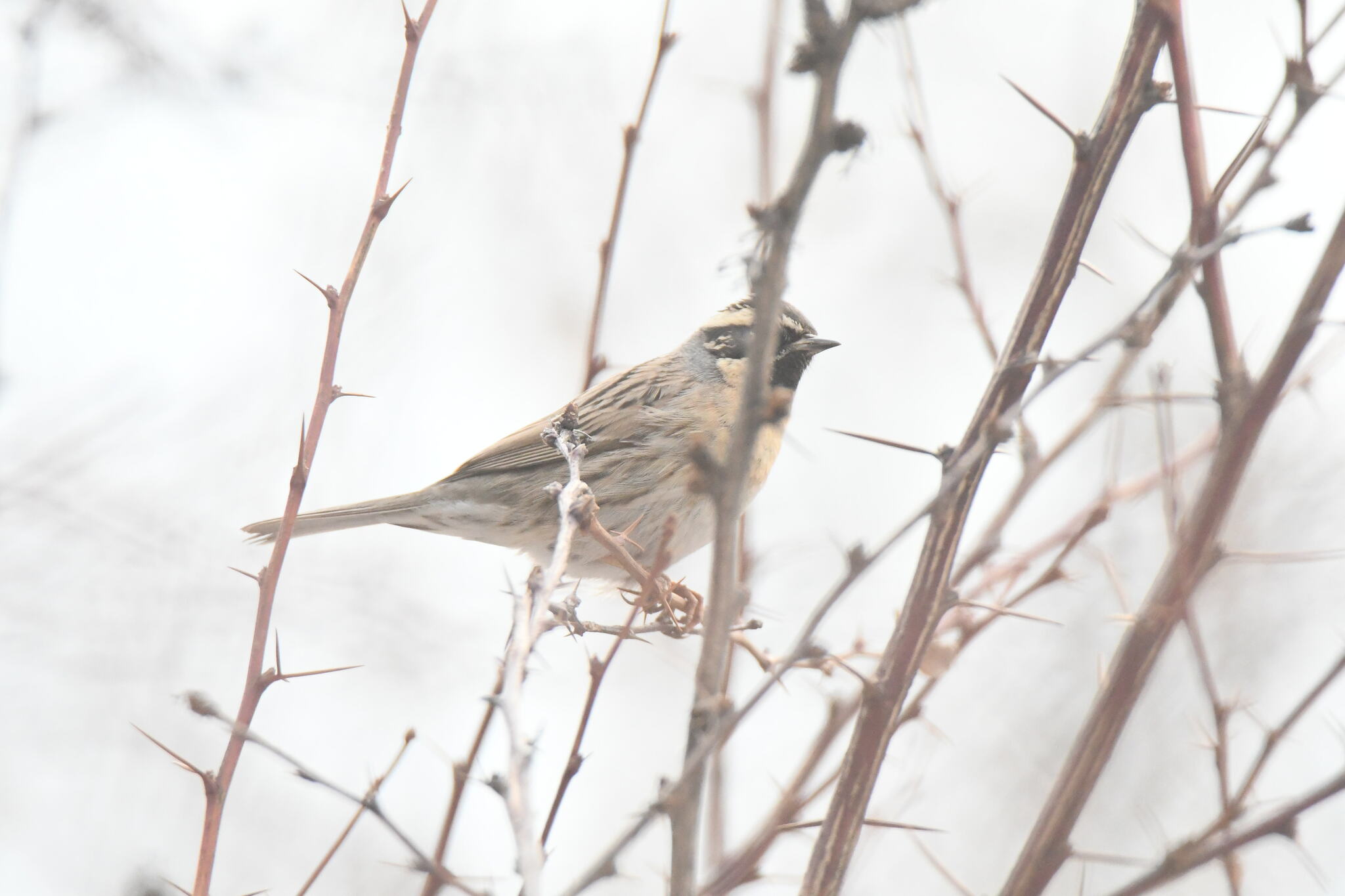 Black-throated Accentor (Prunella atrogularis), photo 4