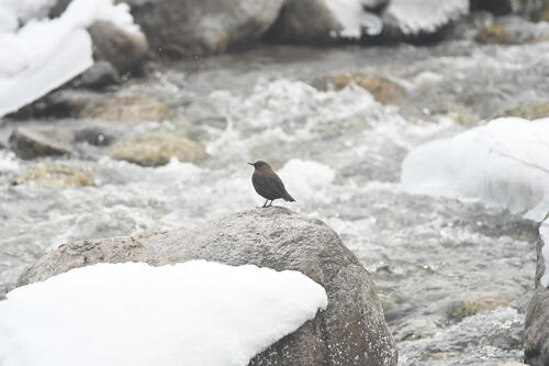 Brown Dipper (Cinclus pallasii), photo 10