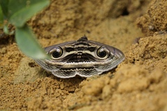 Spirama