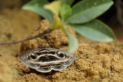 Spirama