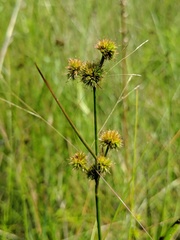 Juncus scirpoides
