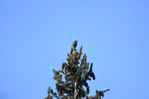 White-winged Grosbeak (Mycerobas carnipes), photo 9