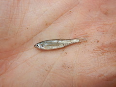 Hybognathus nuchalis