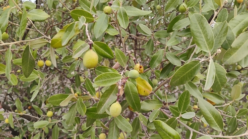 Beautempsia avicenniifolia (Beautempsia avicenniifolia)