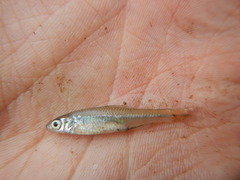 Notropis texanus