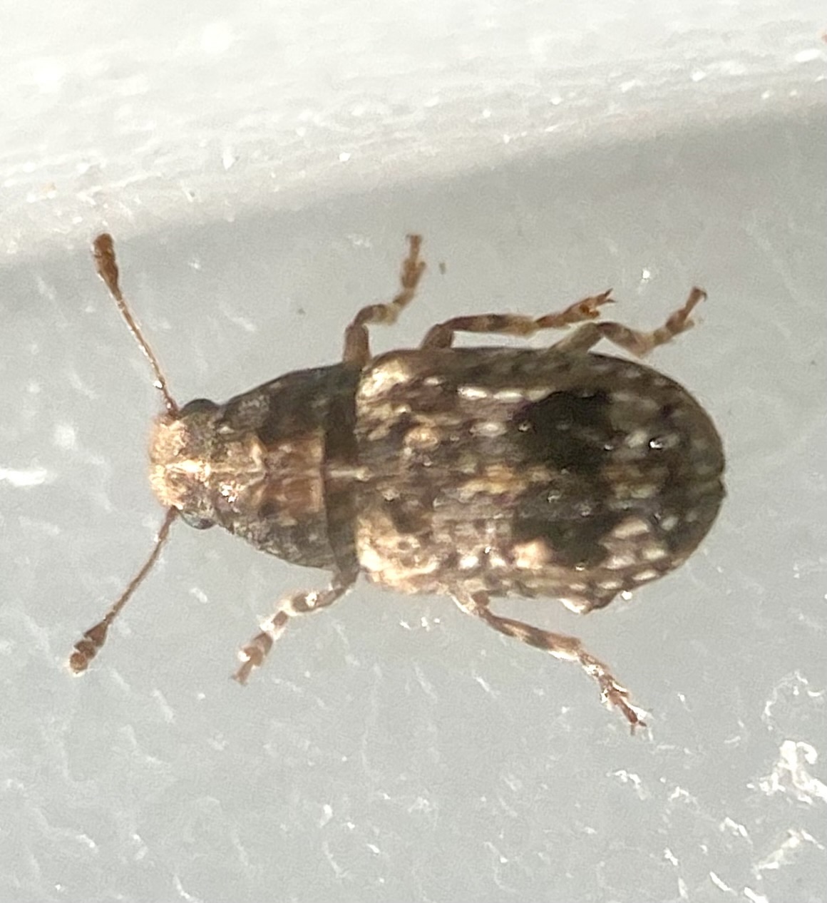 Pseudeuparius sepicola