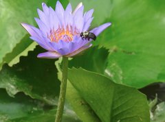 Xylocopa phalothorax