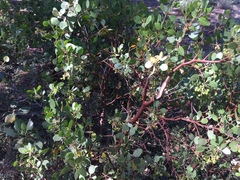 Arctostaphylos patula