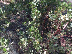 Arctostaphylos patula