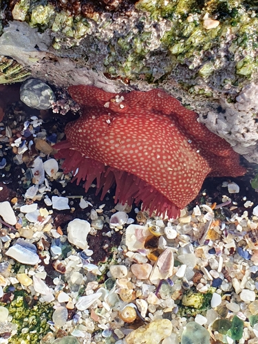Photo of Strawberry anemone (Actinia fragacea)