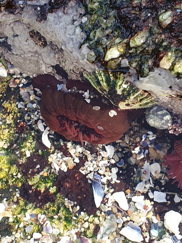 Photo of Strawberry anemone (Actinia fragacea)