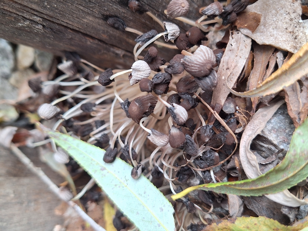 Coprinellus disseminatus · February 2025 · photo: © rocio_pose (iNaturalist, cc-by)