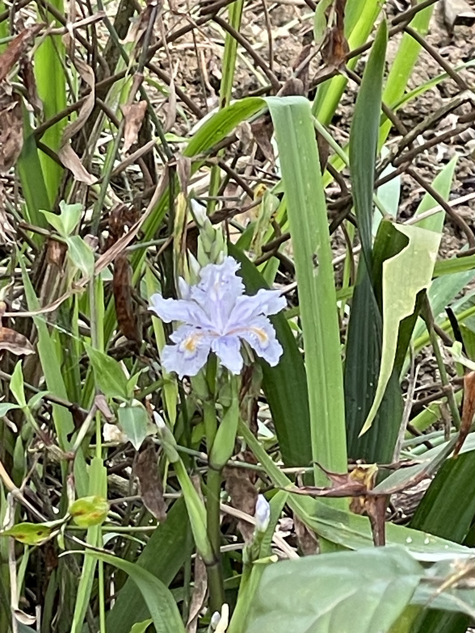 Đuôi diều (Iris japonica)