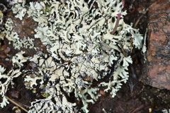 Xanthoparmelia chlorochroa