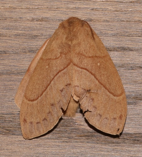 Dicogaster coronada photo 2