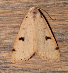 Scolecocampa atriluna