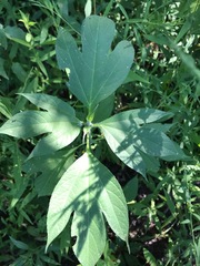 Ambrosia trifida