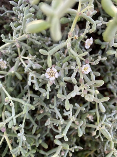 Zygophyllum album