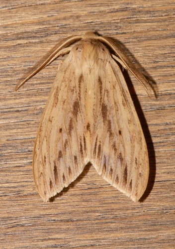 Leucanopsis lurida photo 2