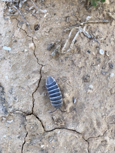 Saharan Sandlouse