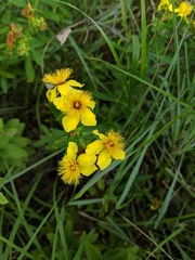 Hypericum swinkianum
