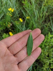 Hypericum swinkianum