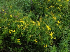 Hypericum swinkianum