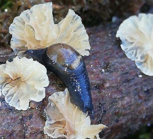 Semilimace germanique