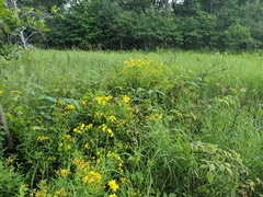 Hypericum swinkianum