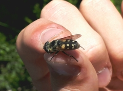 Sericomyia lata