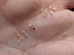 Eleocharis melanocarpa