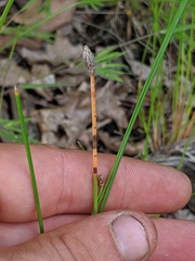 Eleocharis melanocarpa