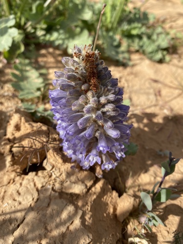 Phelipanche reuteriana