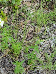 Eleocharis melanocarpa
