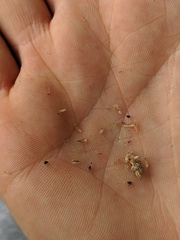 Eleocharis melanocarpa