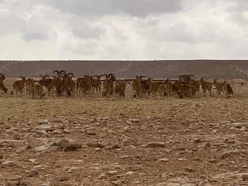 Aoudad