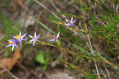 Calectasia narragara