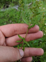 Lechea mucronata
