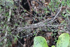 Coprosma microcarpa