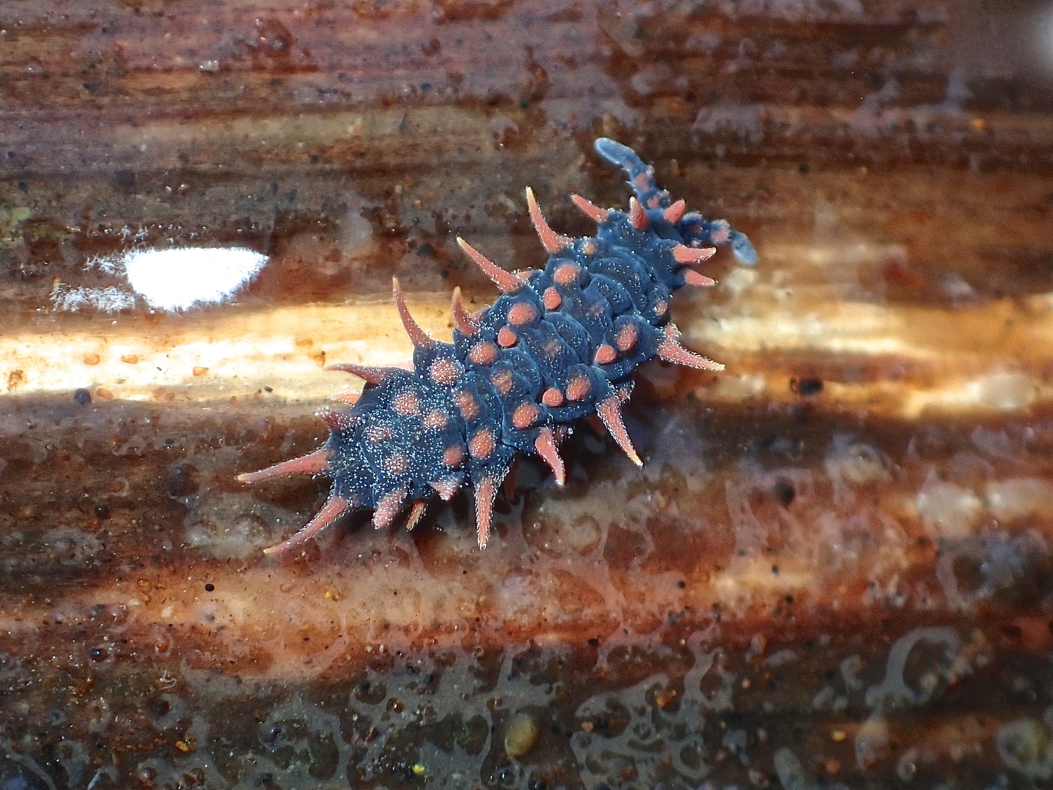 Collembola Sp. Indigo Blue Springtail