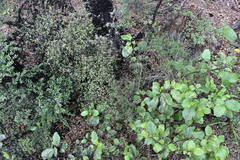 Coprosma microcarpa