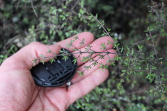 Coprosma microcarpa