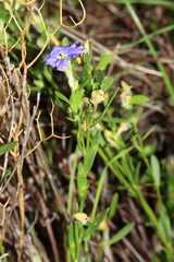 Dampiera linearis