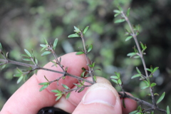 Coprosma microcarpa