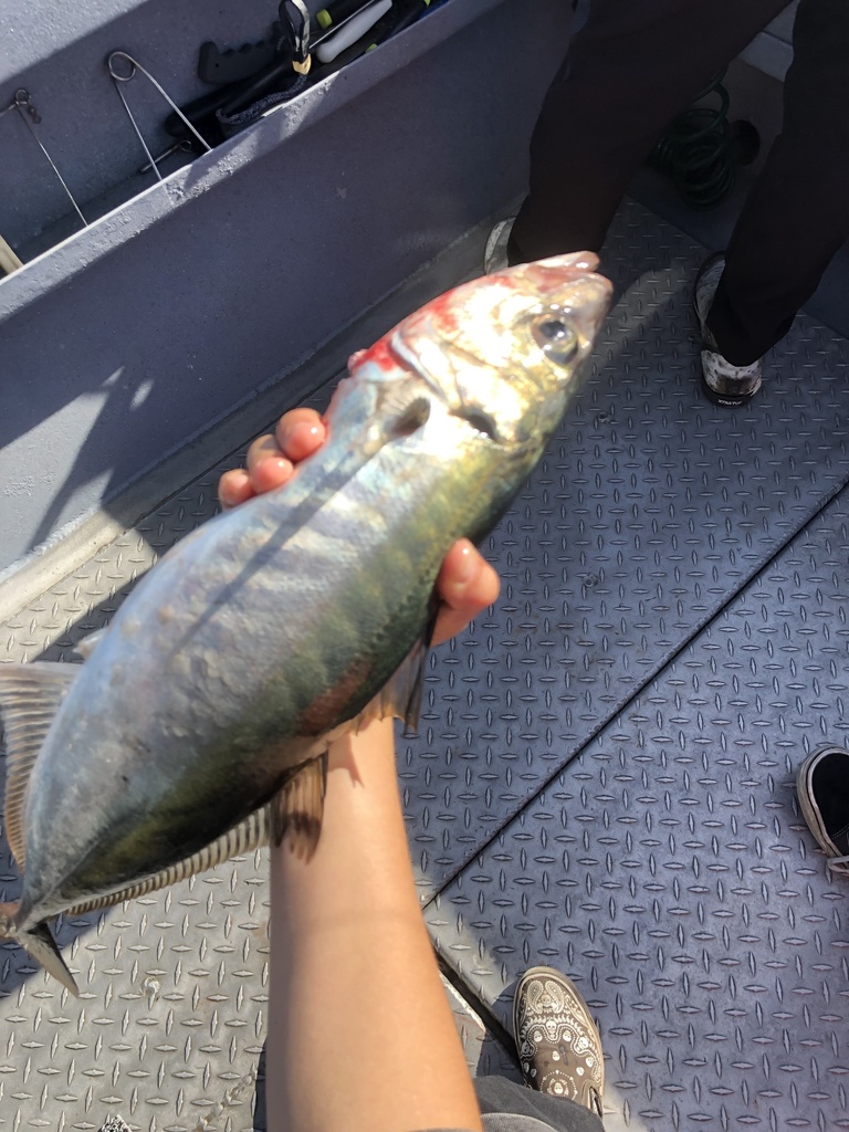 Photo of jack mackerel (Trachurus symmetricus)