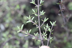 Coprosma microcarpa