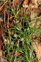 Laxmannia ramosa ramosa