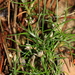 Laxmannia ramosa ramosa - Photo (c) Graham Zemunik, alguns direitos reservados (CC BY-NC), uploaded by Graham Zemunik