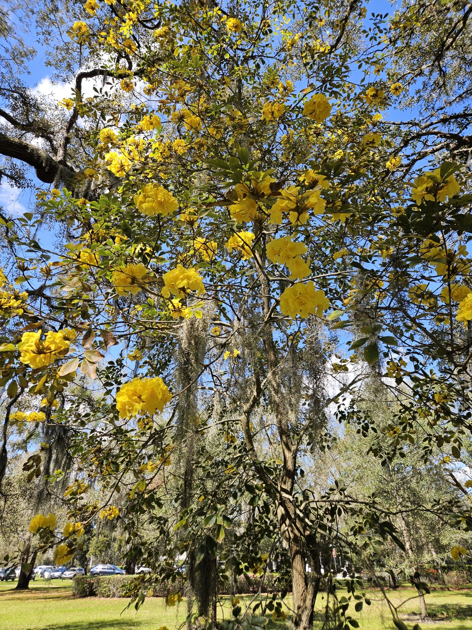 Imagem de Ipê-amarelo